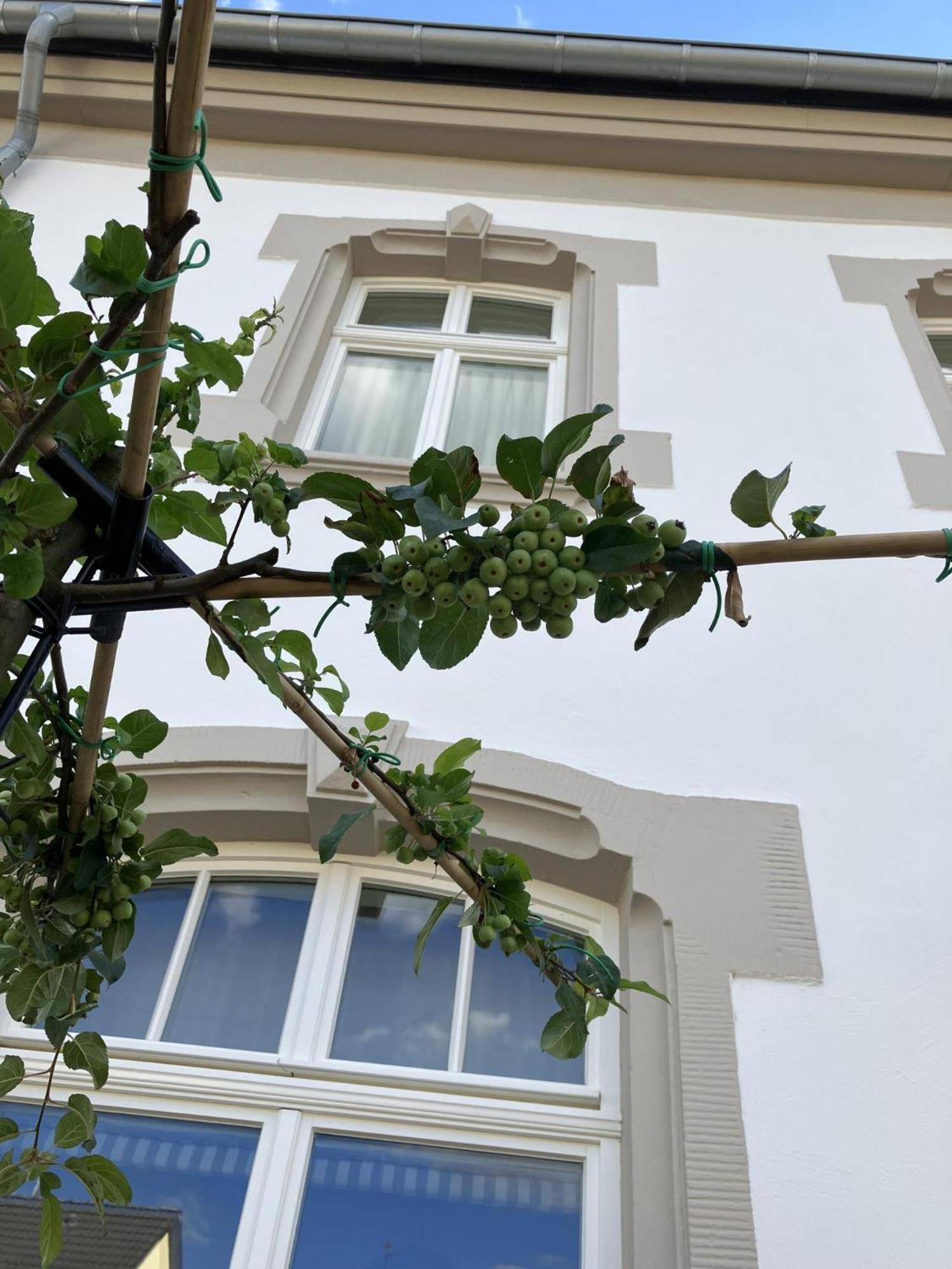 Gaestehaus Cantzheim Kanzem Екстериор снимка